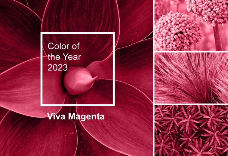 Viva Magenta: the meaning of the color of the year 2023